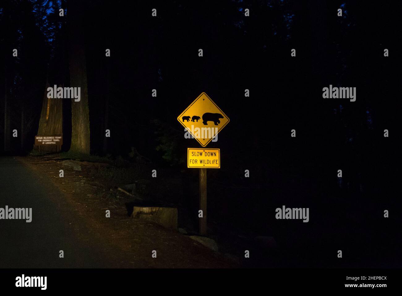 bear sign on the road at night. Stock Photo