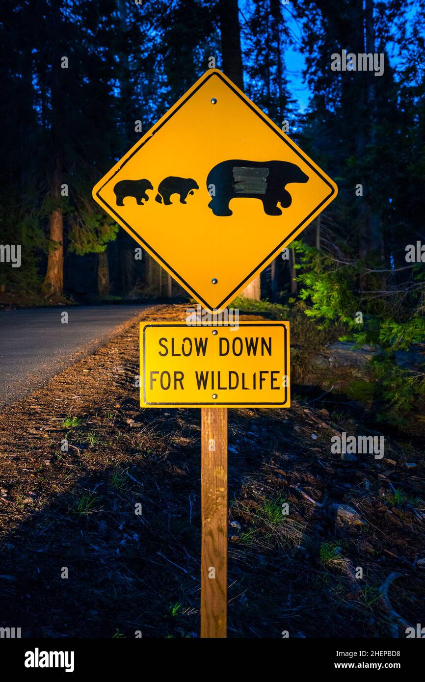 bear sign on the road at night. Stock Photo