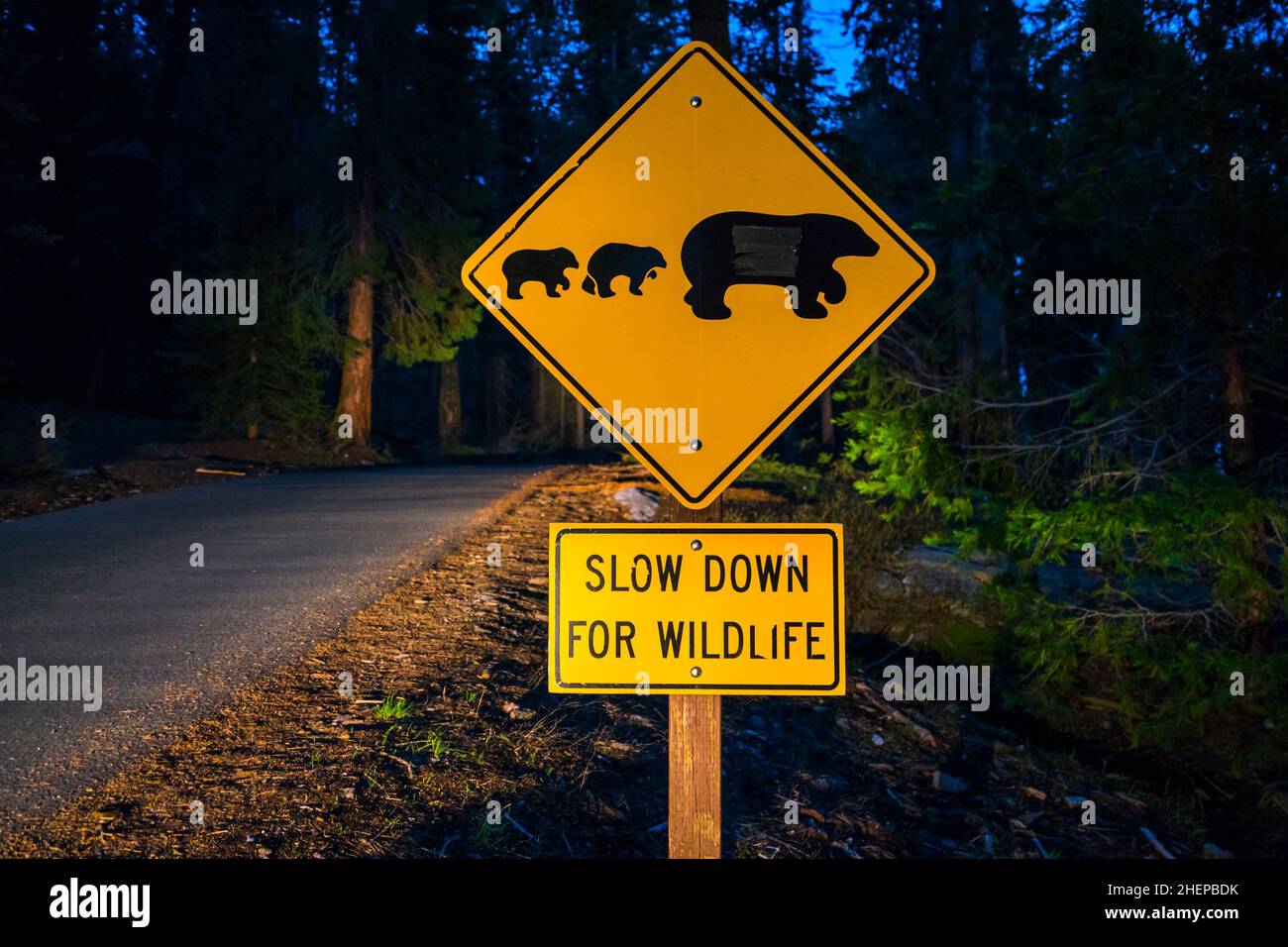 bear sign on the road at night. Stock Photo