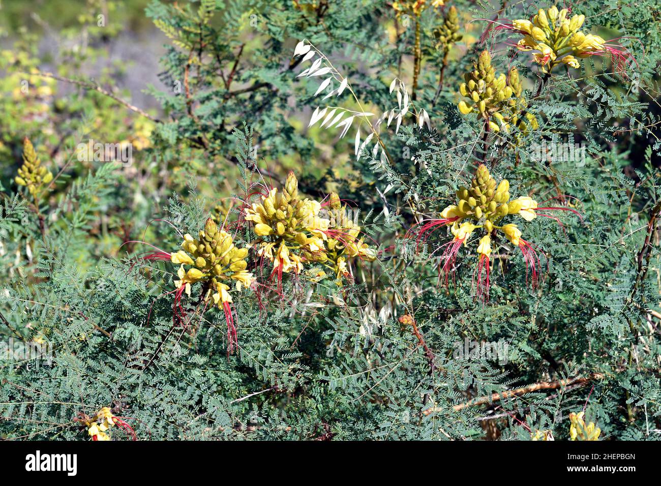 Greece, botany, yellow bird of paradise Stock Photo
