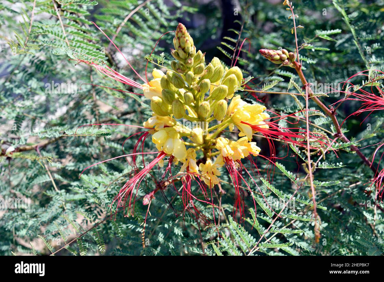 Greece, botany, yellow bird of paradise Stock Photo