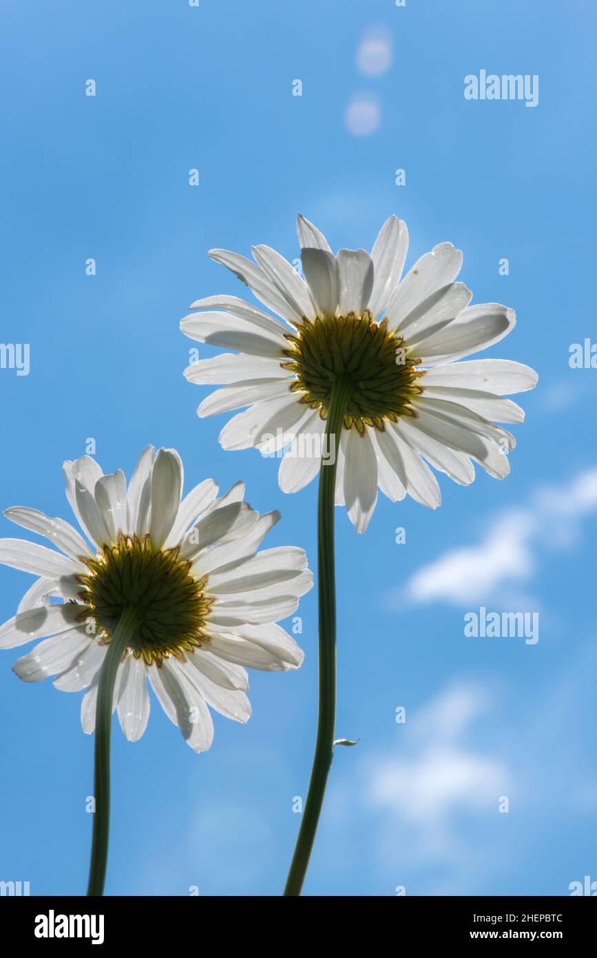 Blooming daisy against the blue sky and natural sun flare - selective focus, vertical orientation Stock Photo