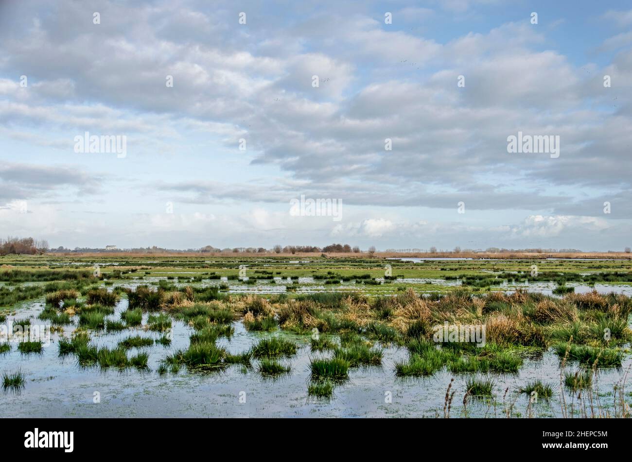 Wet landscape with patches of grass and shallow puddles under a friendly sky near Haastrecht, The Netherlands Stock Photo