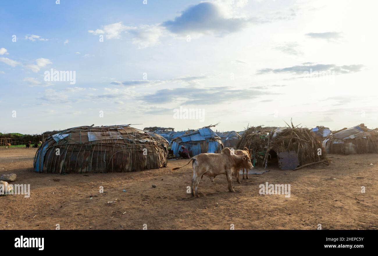 Cows and Traditional Houses of Dassanech Tribe People in the Local Village Stock Photo