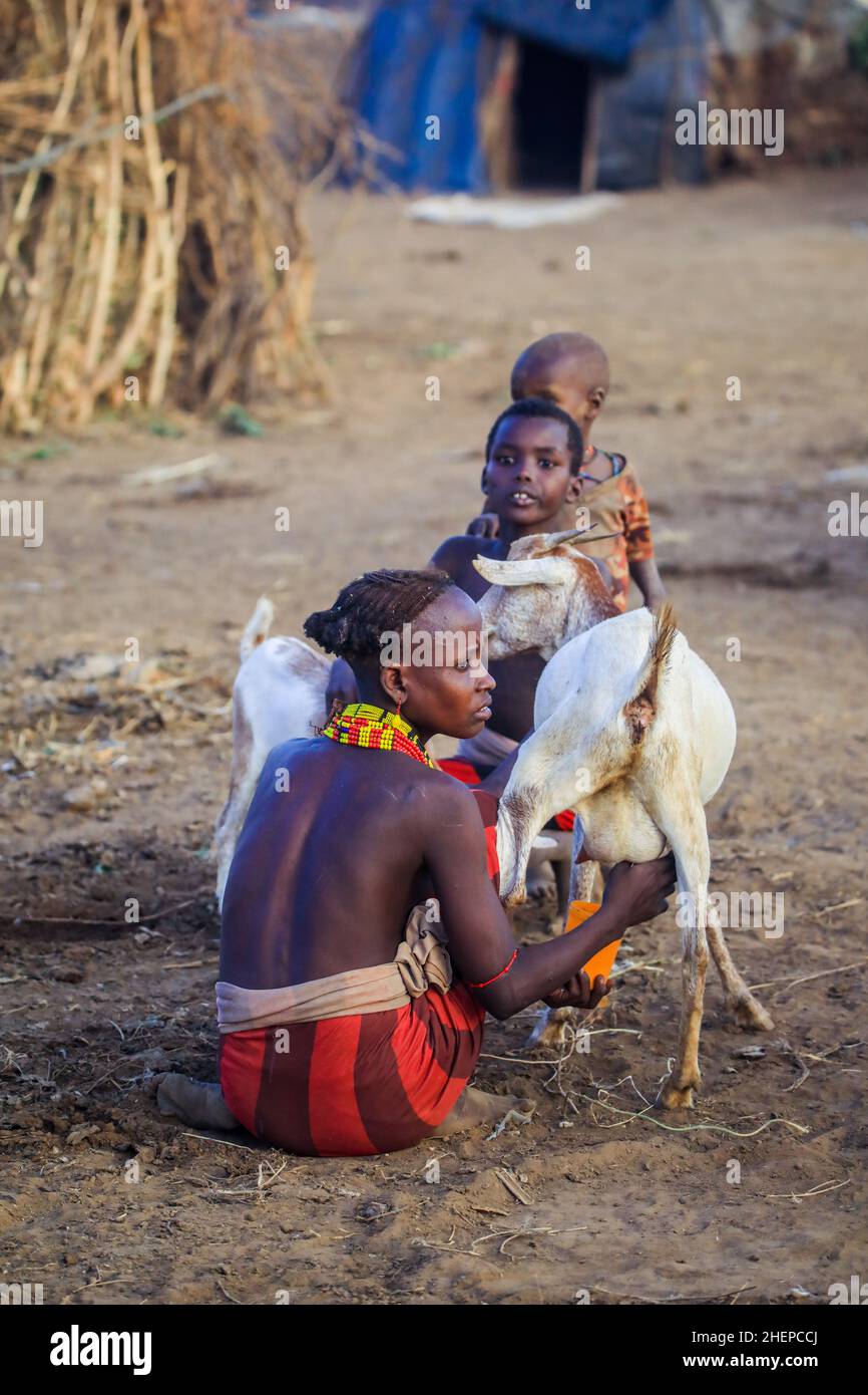 Dassanech Tribe Woman with Traditional Bright Necklace Milk a Goat near the House Stock Photo