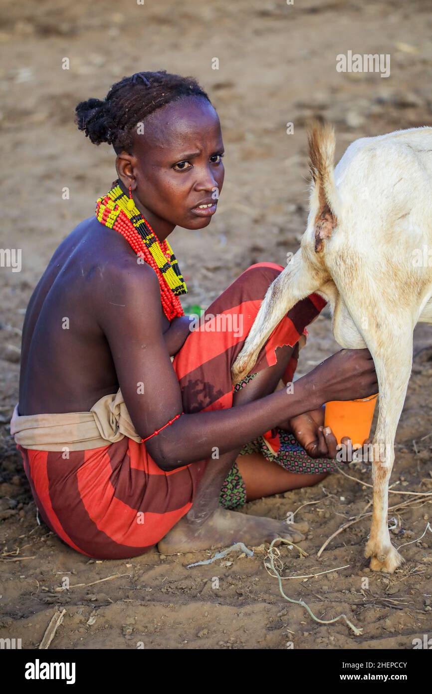Dassanech Tribe Woman with Traditional Bright Necklace Milk a Goat near the House Stock Photo
