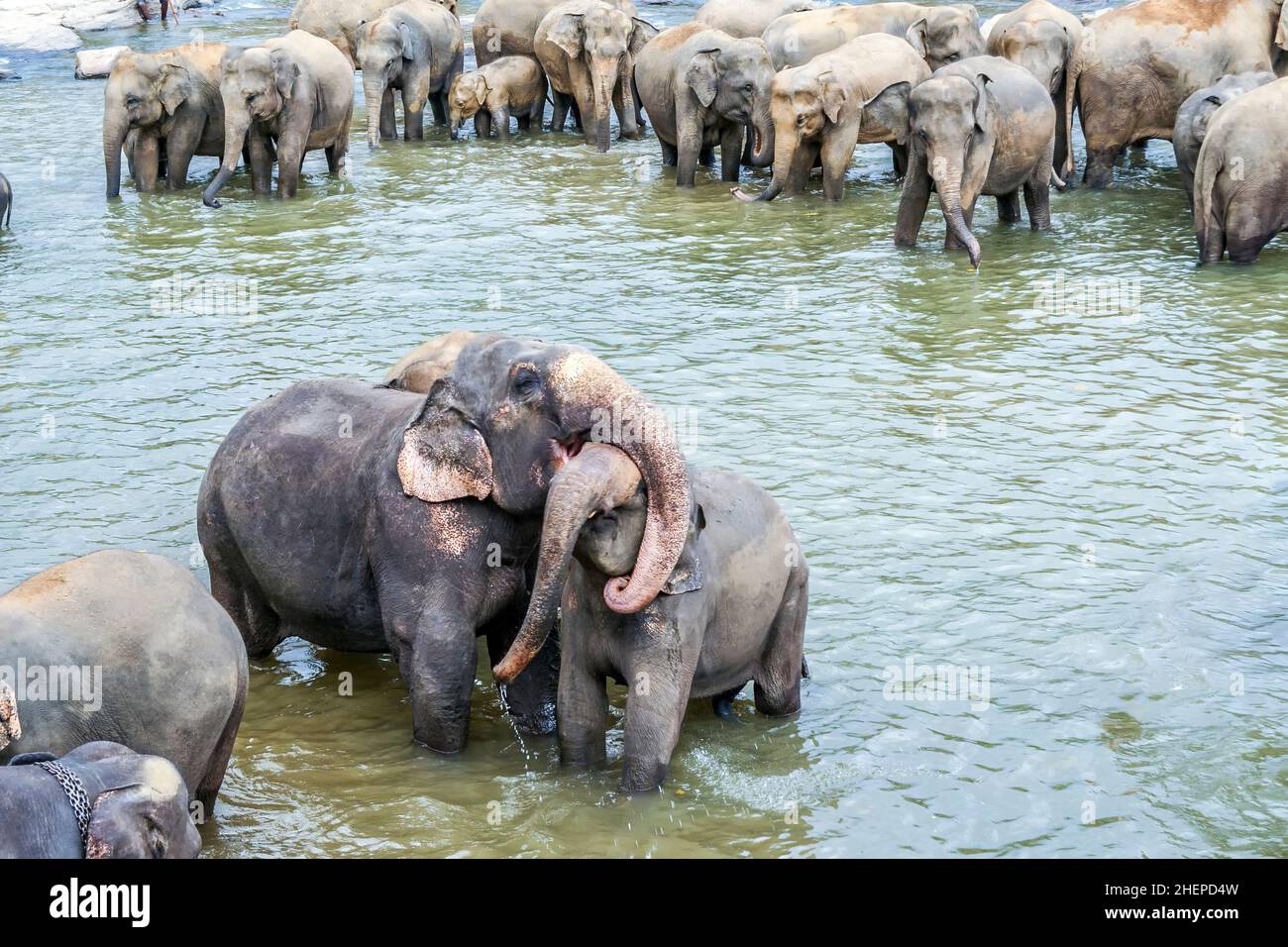 hugging elephants in the river in Pinnawella Stock Photo Alamy