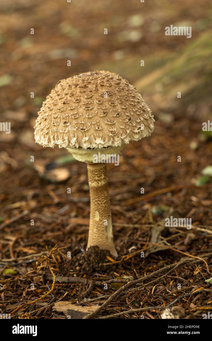 Close up of a single Macrolepiota Procera Parasol Mushroom taken in October in woodland at Bowood House and Gardens, Wiltshire, England, UK Stock Photo