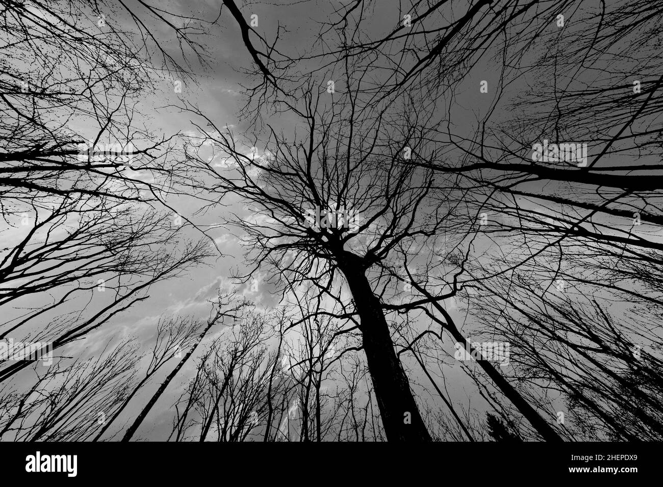 Spring tree crowns on deep spectacular sky Stock Photo - Alamy