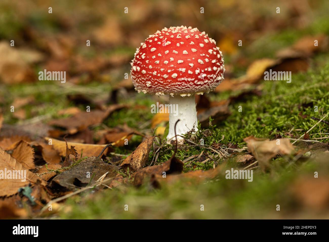 Close up of Amanita Muscaria (Fly agaric mushroom) the iconic toadstool fungi growing on the woodland floor at Bowood House and Gardens, Wiltshire, UK Stock Photo