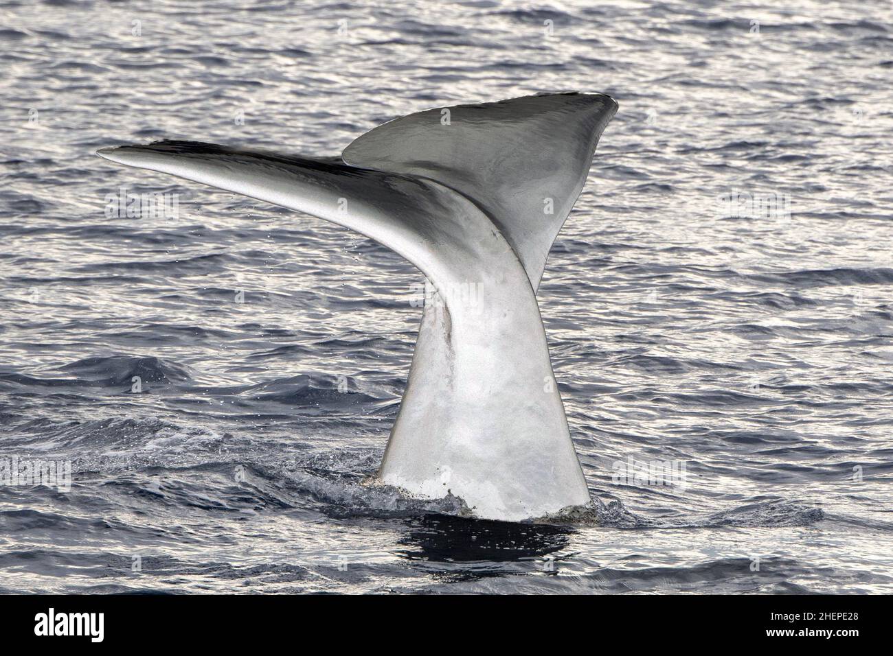 White albino whale hi-res stock photography and images - Alamy