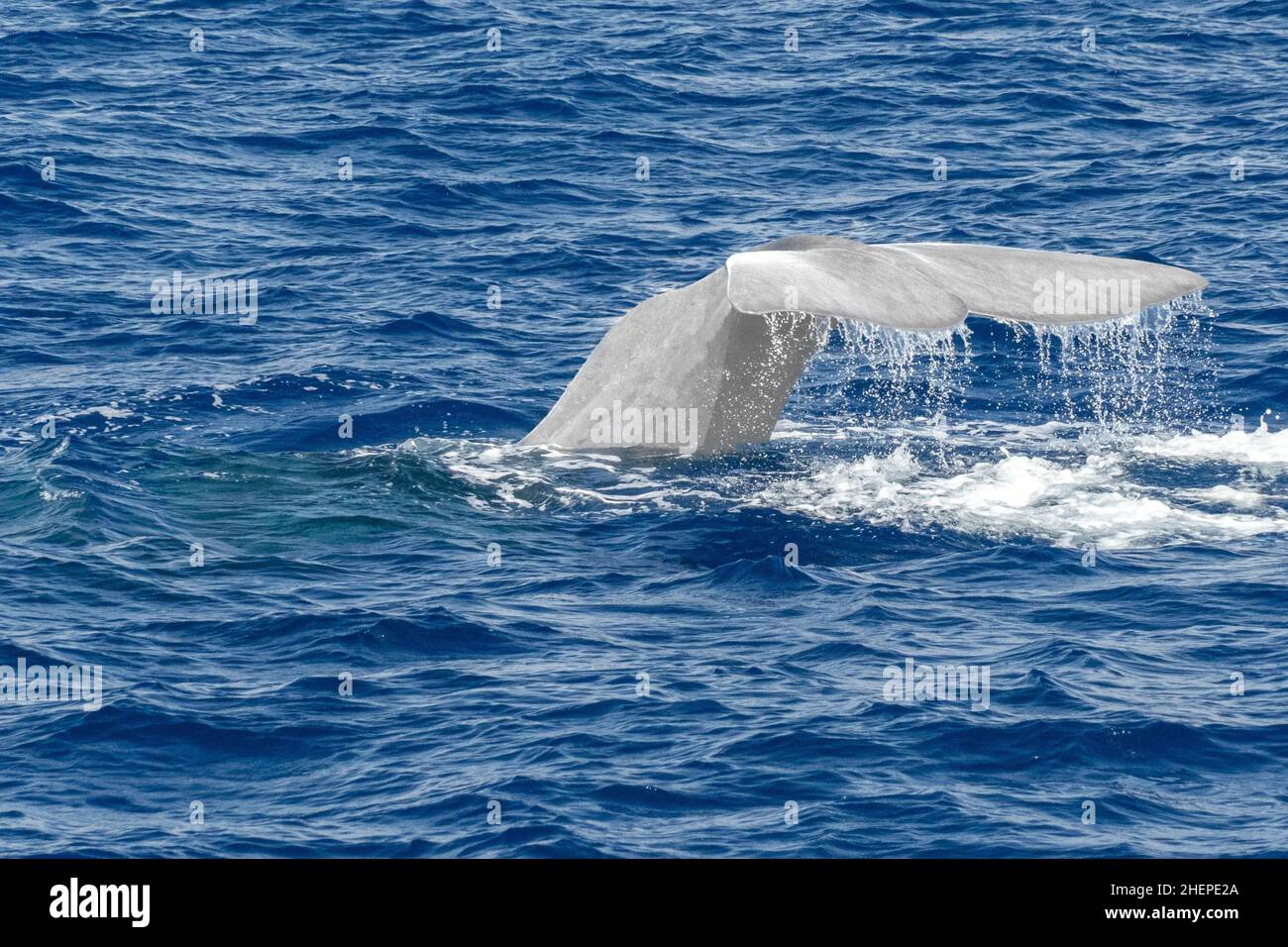 albino-sperm-whale