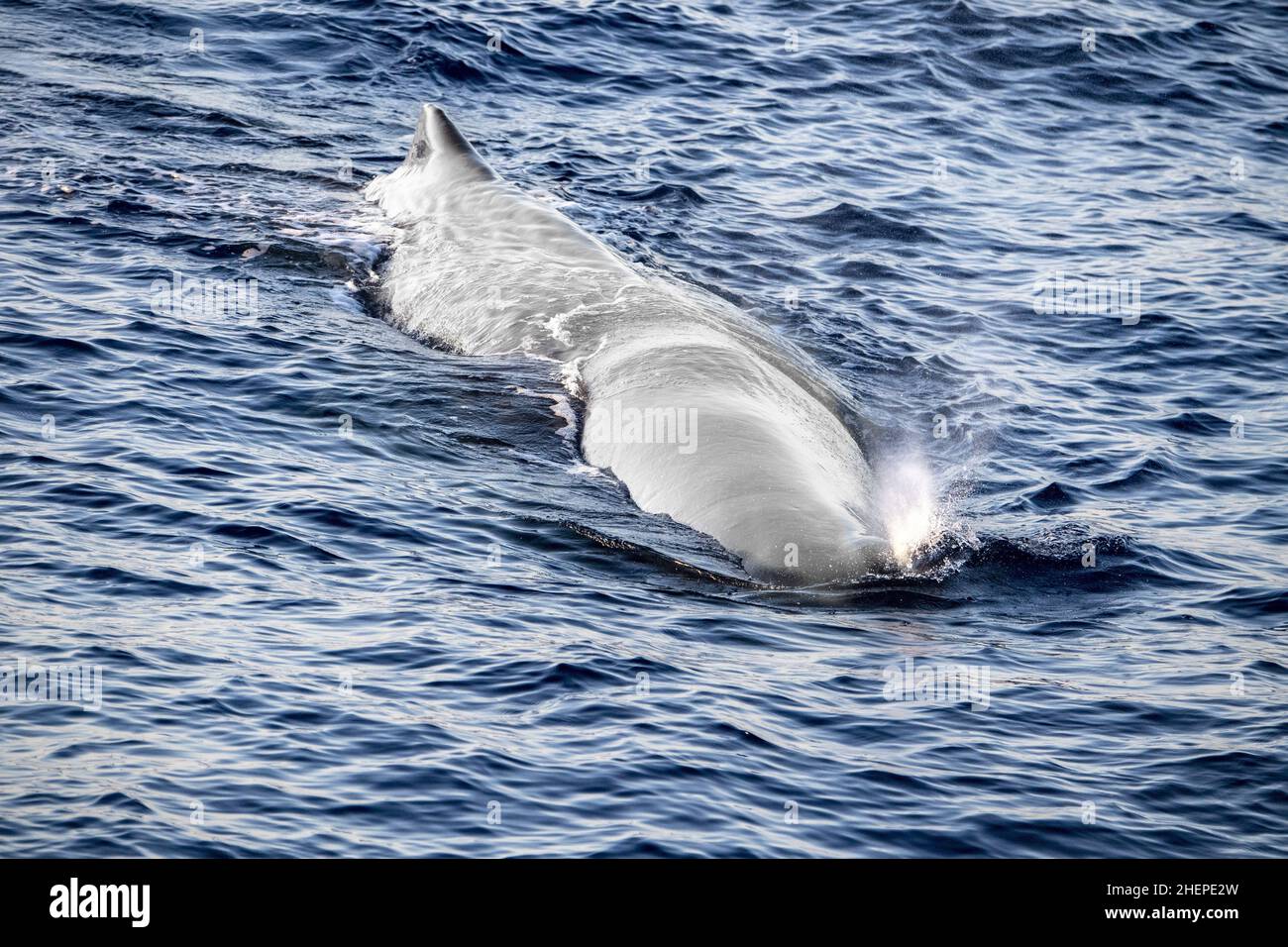 White albino Sperm Whale while blowing at sunset close up Stock Photo -  Alamy