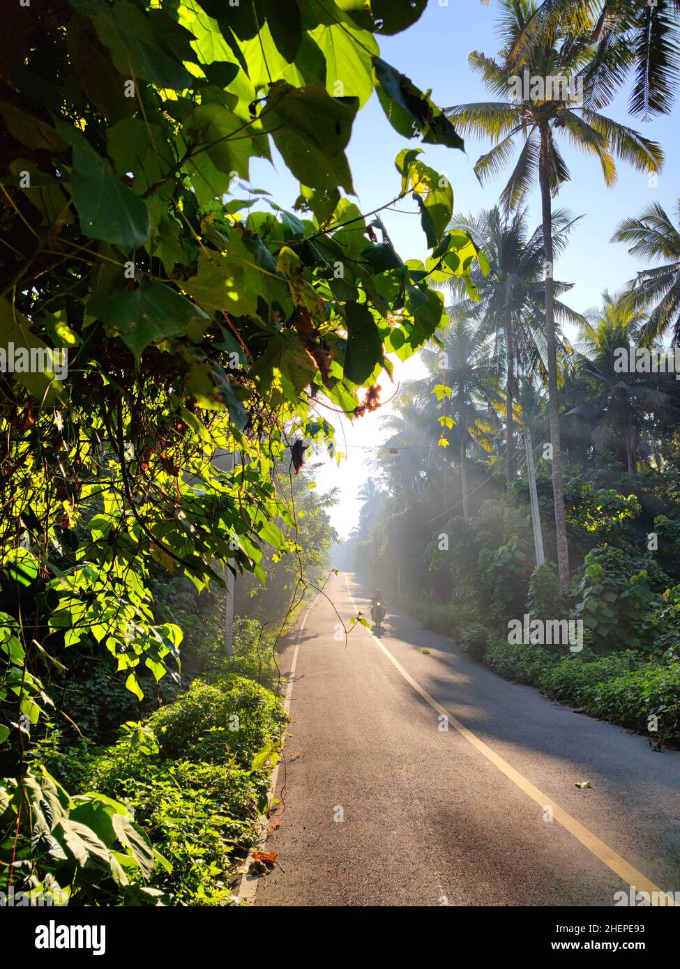Thailand, Krabi, Ao Nang, jungle road with coconut trees and a single motorbike Stock Photo