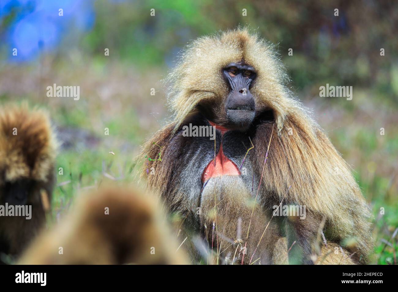 ethiopian-animals-hi-res-stock-photography-and-images-alamy