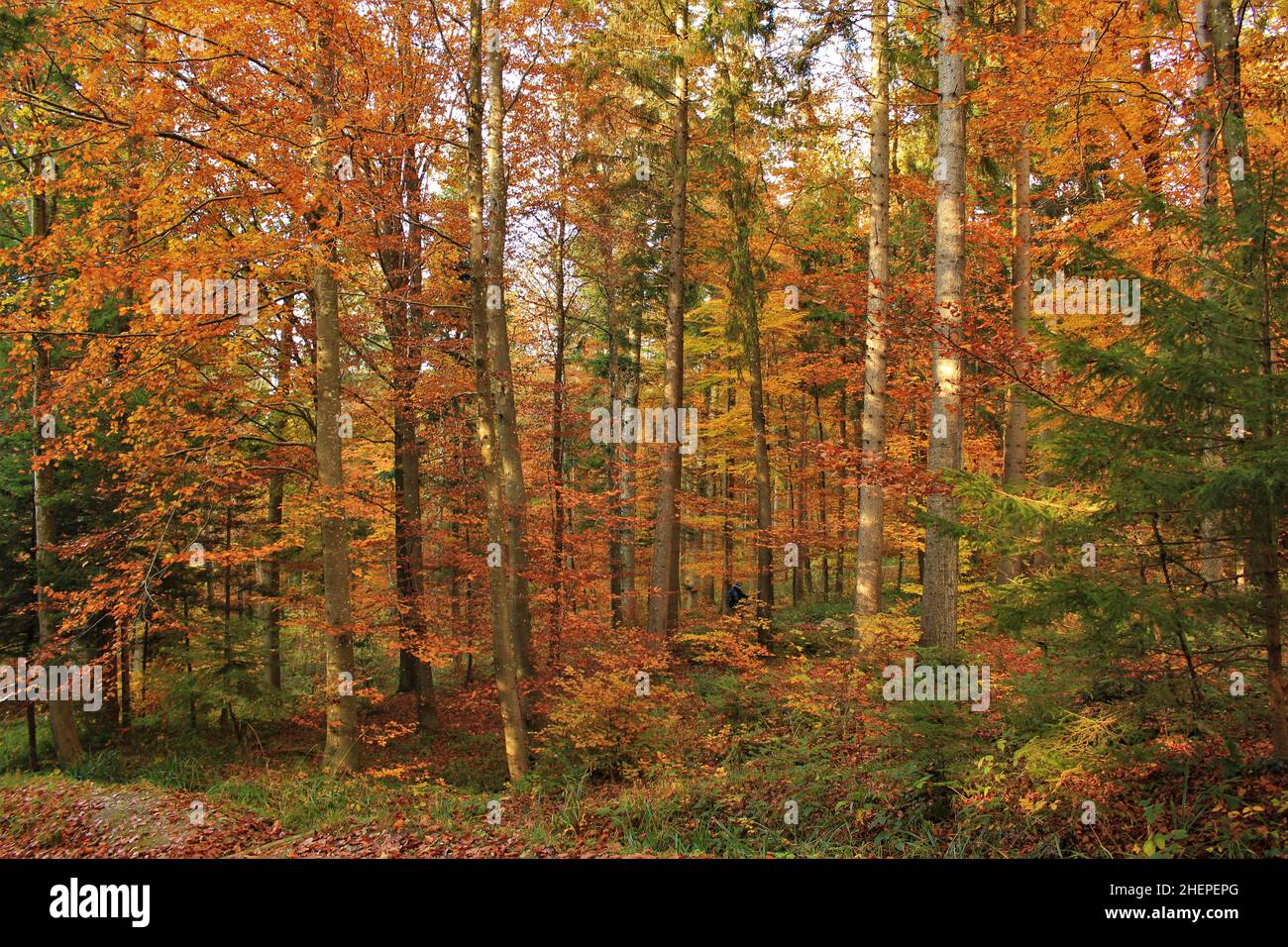 Autumnal forest scene in alpine mountain (Switzerland) Stock Photo