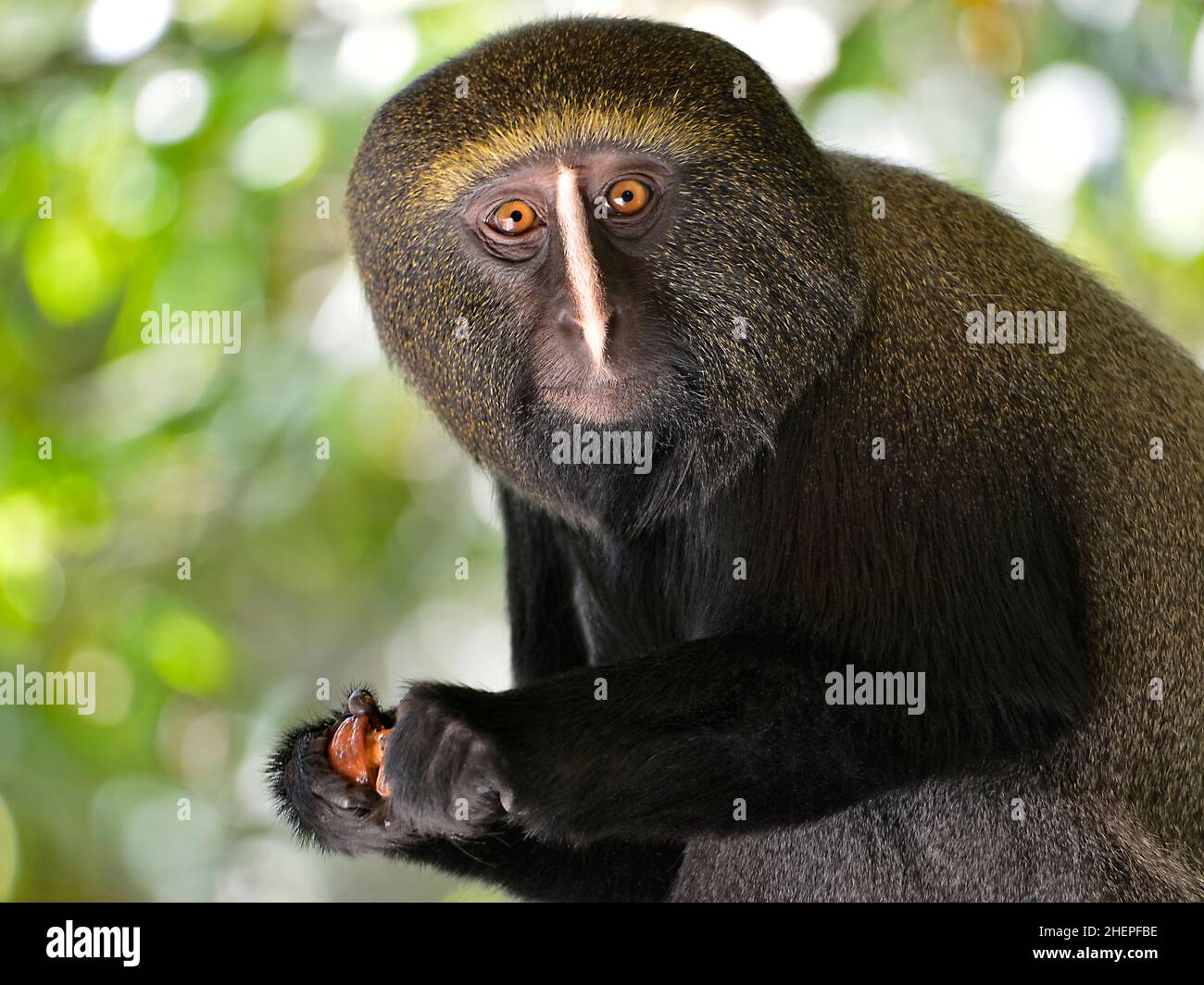 Portrait owl-faced monkey (Cercopithecus hamlyni) holding a fruit in his hands Stock Photo