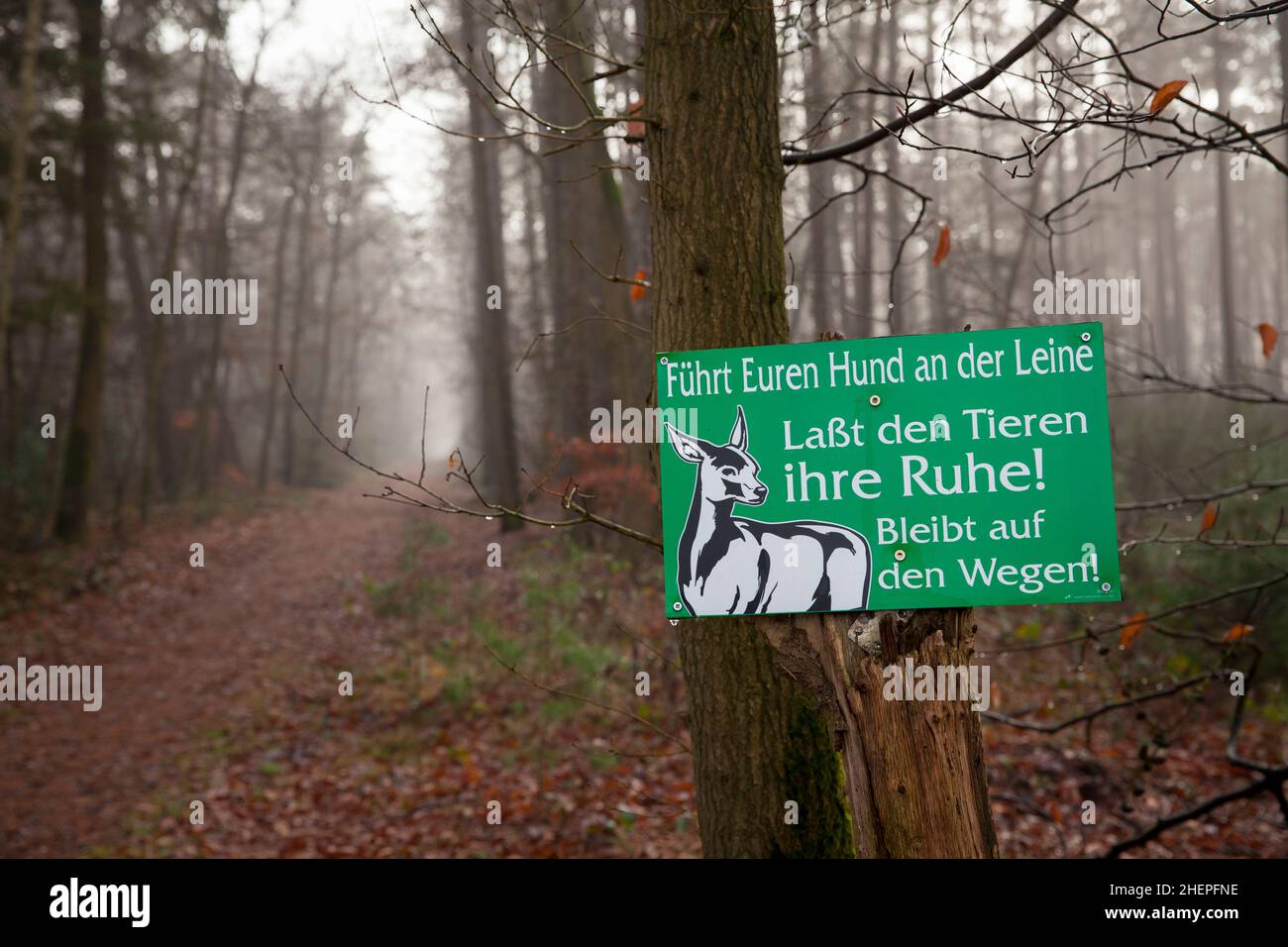 sign to keep dogs on a leash in a forest near Huenxe, leash obligation, Lower Rhine, North Rhine-Westphalia, Germany.  Hinweisschild Hunde an der Lein Stock Photo