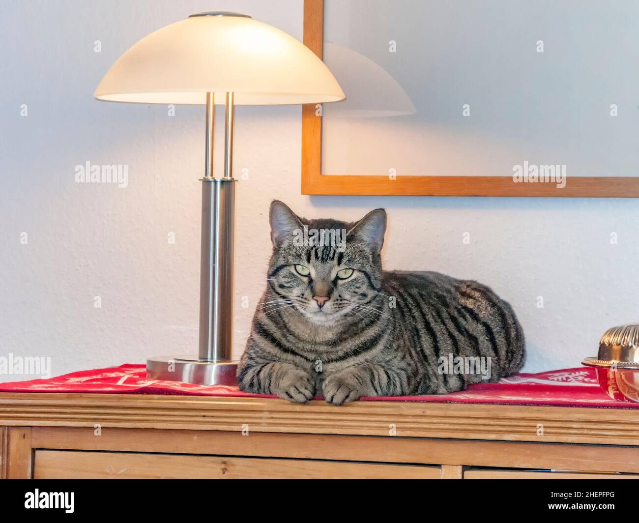cute cat enjoys lying under the lamp at the wardrobe Stock Photo - Alamy