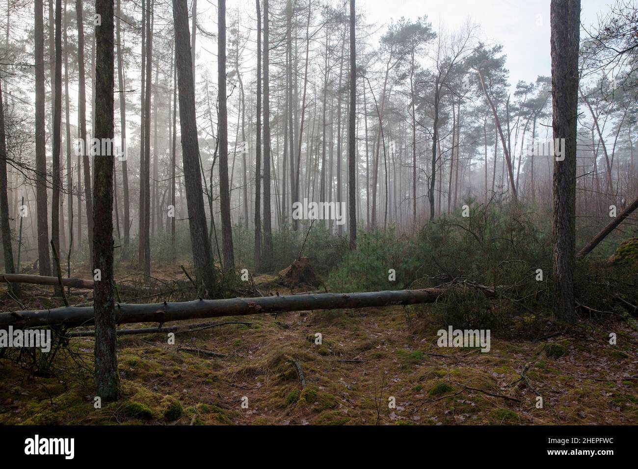 in a forest near Huenxe, Lower Rhine, North Rhine-Westphalia, Germany.  Wald bei Huenxe, Niederrhein, Nordrhein-Westfalen, Deutschland. Stock Photo