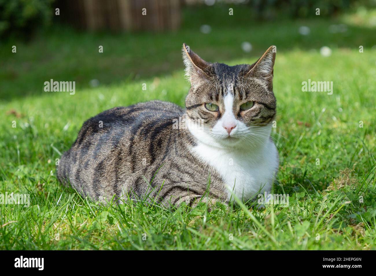 Young cat in the grass hi-res stock photography and images - Alamy
