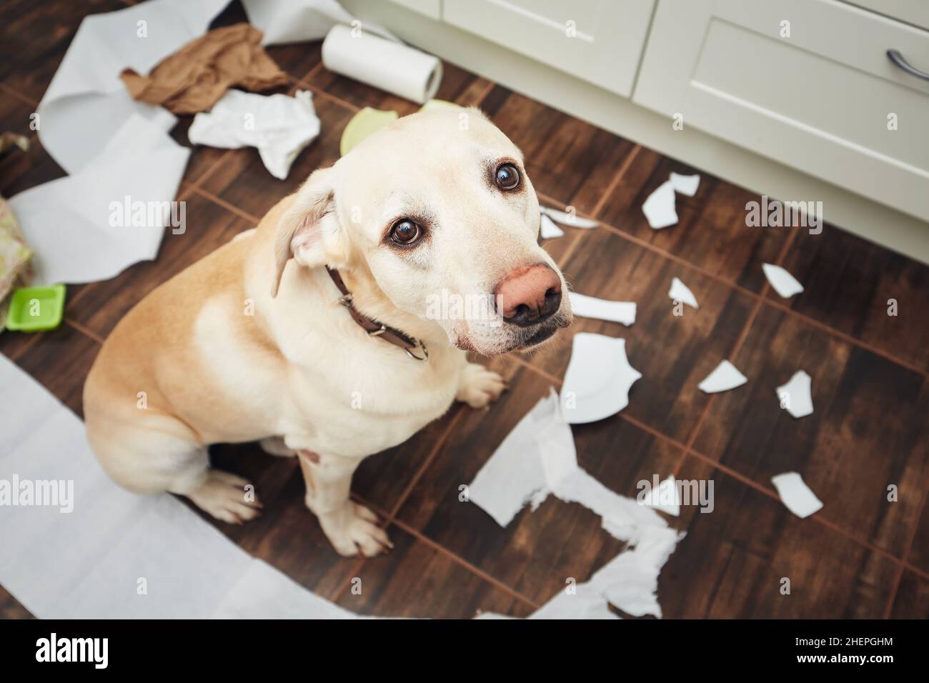 Naughty labrador retriever alone at home. Guilty look of dog after he broke plate and tore rolls of paper. Stock Photo