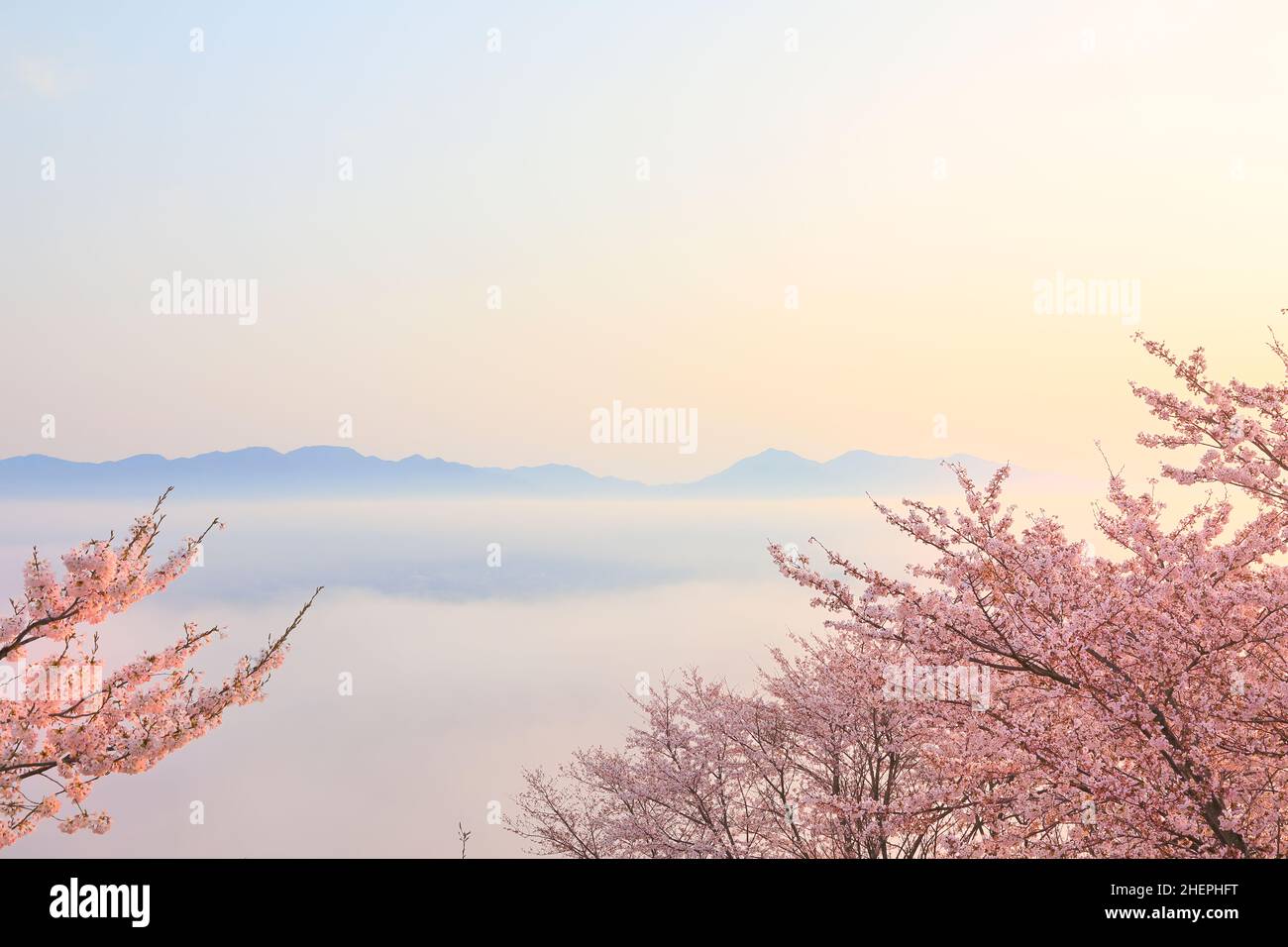 Cherry Blossoms And Early Morning Sea Of Clouds Stock Photo - Alamy