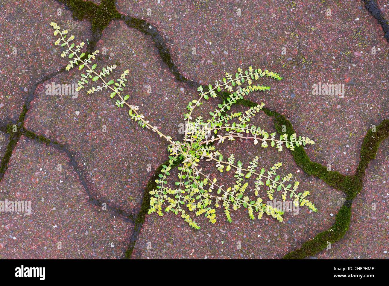 Smooth rupturewort, Smooth burstwort (Herniaria glabra), growing on a pavement, Germany Stock Photo