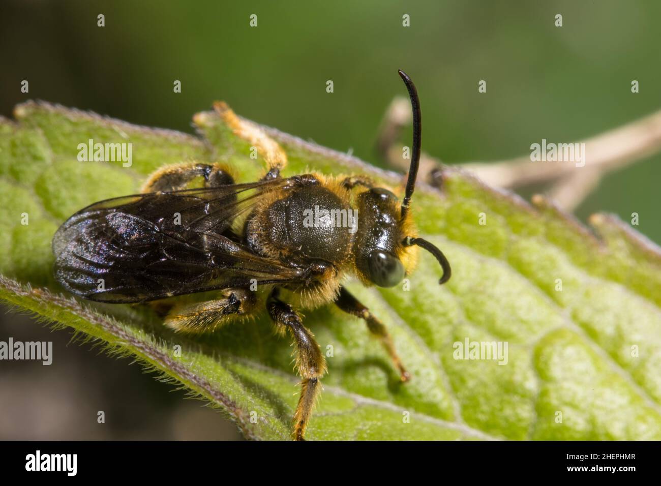 Yellow-Loosestrife Bee (Macropis labiata, Macropis europaea), male sits on a leaf, Germany Stock Photo