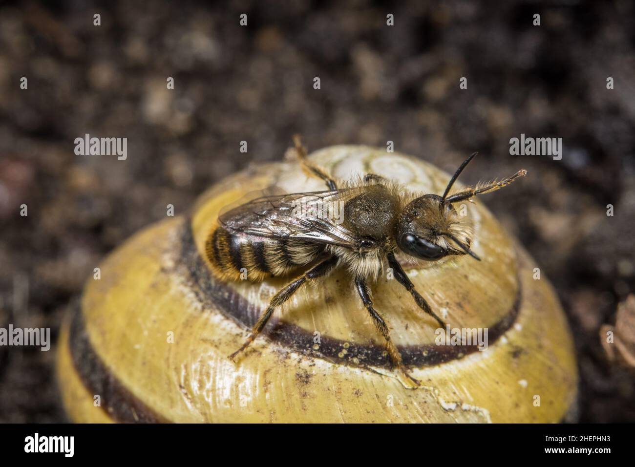 Bicoloured mason bee, Mason bee (Osmia bicolor), male on a snail-shell ...