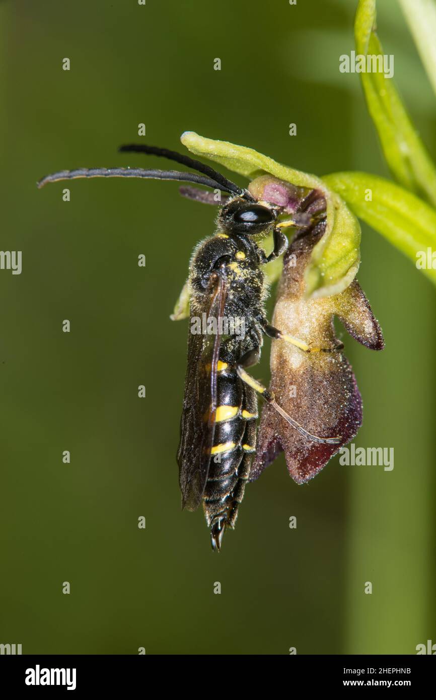 solitary wasp (Argogorytes mystaceus), on an Ophrys flower, Germany Stock Photo