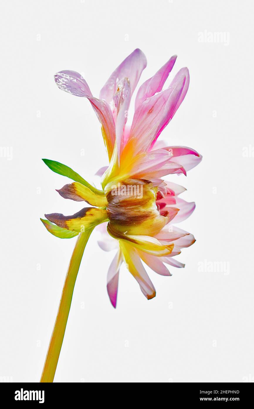 georgina (Dahlia spec.), blossom, side view Stock Photo