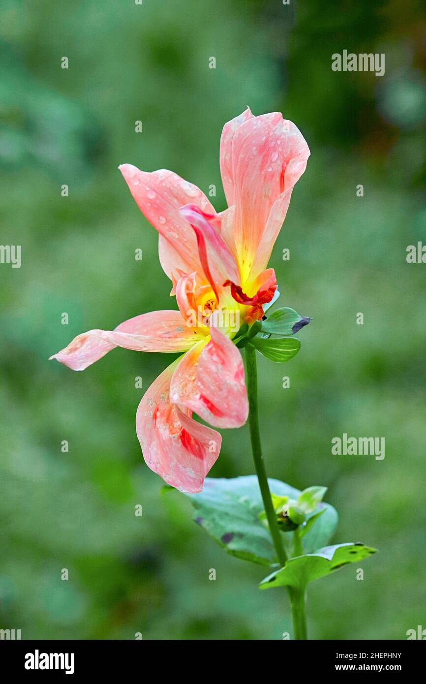 georgina (Dahlia spec.), wet single blossom, side view Stock Photo