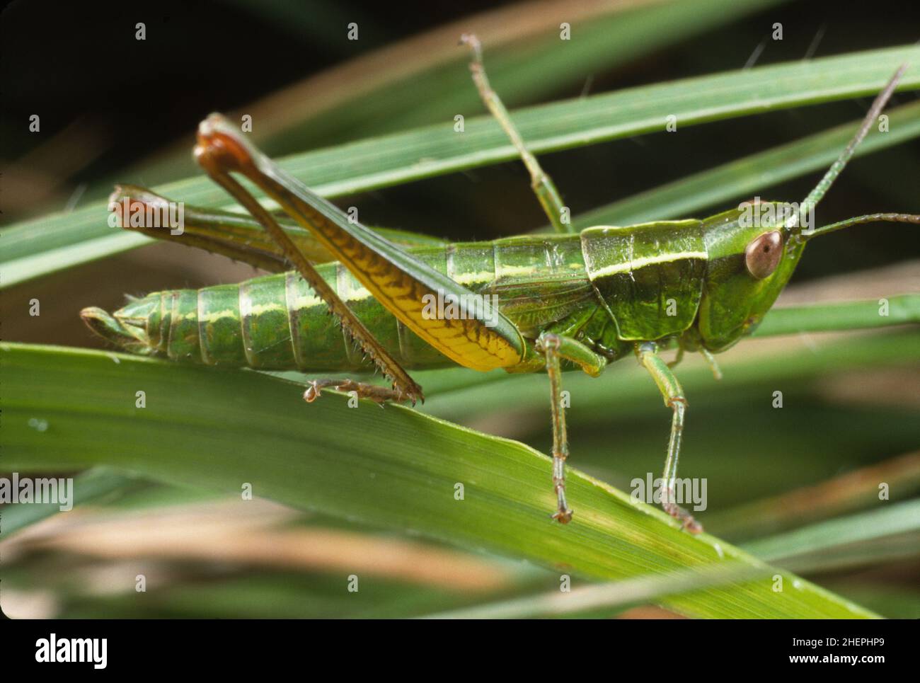 small gold grasshopper (Chrysochraon brachypterus, Euthystira brachyptera), sits on a leaf, Germany Stock Photo