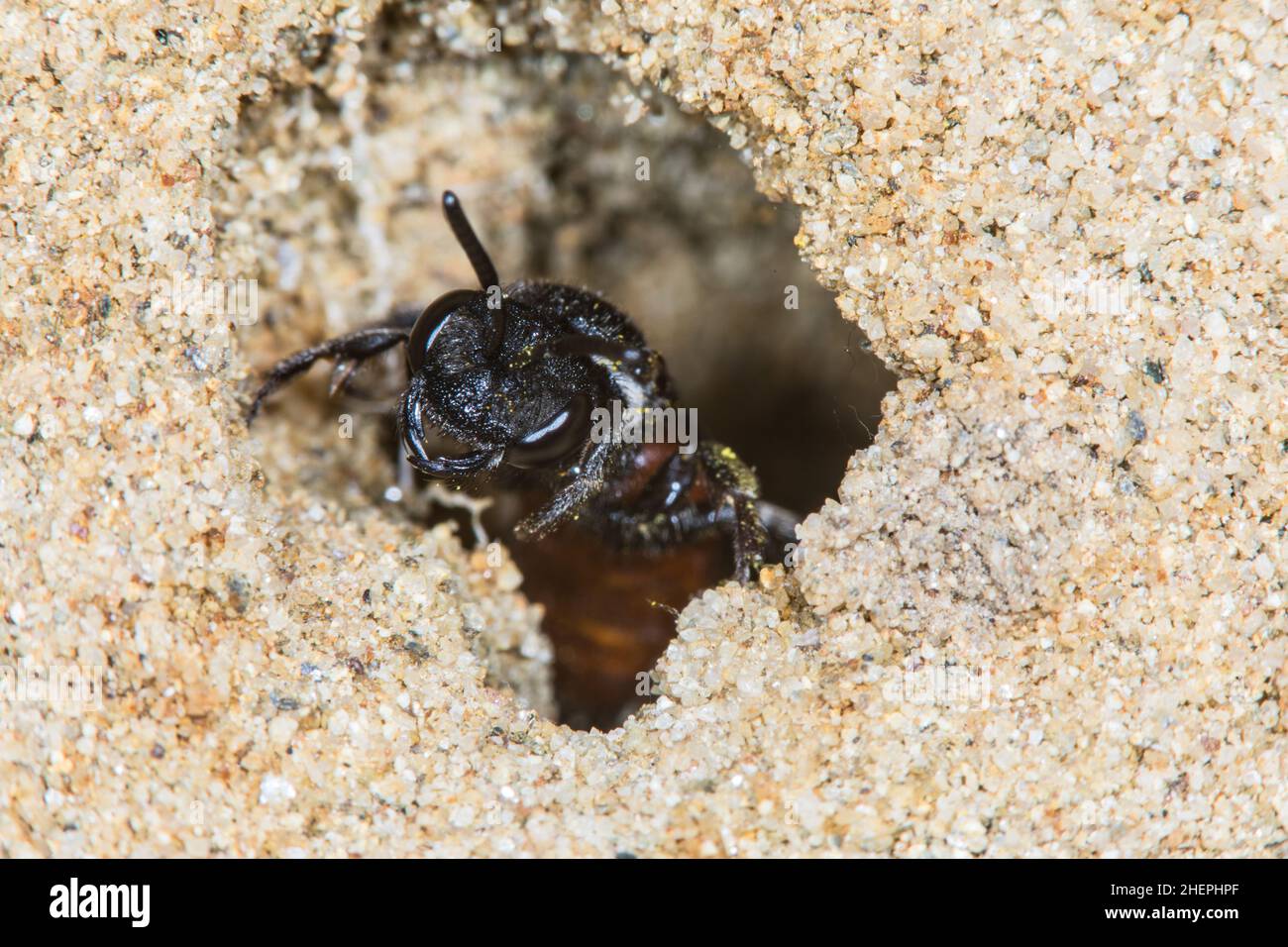 Cuckoo bee, Sweat bee, Halictid Bee (Sphecodes albilabris, Sphecodes fuscipennis), looking out of its nest tube, Germany Stock Photo
