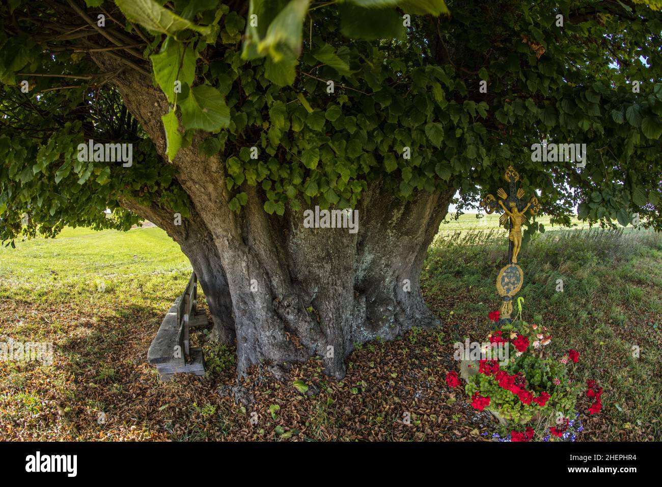 large-leaved lime, lime tree (Tilia platyphyllos), 600 year old lime tree near Arndorf in the district of Erding, Germany, Bavaria, Arndorf Stock Photo