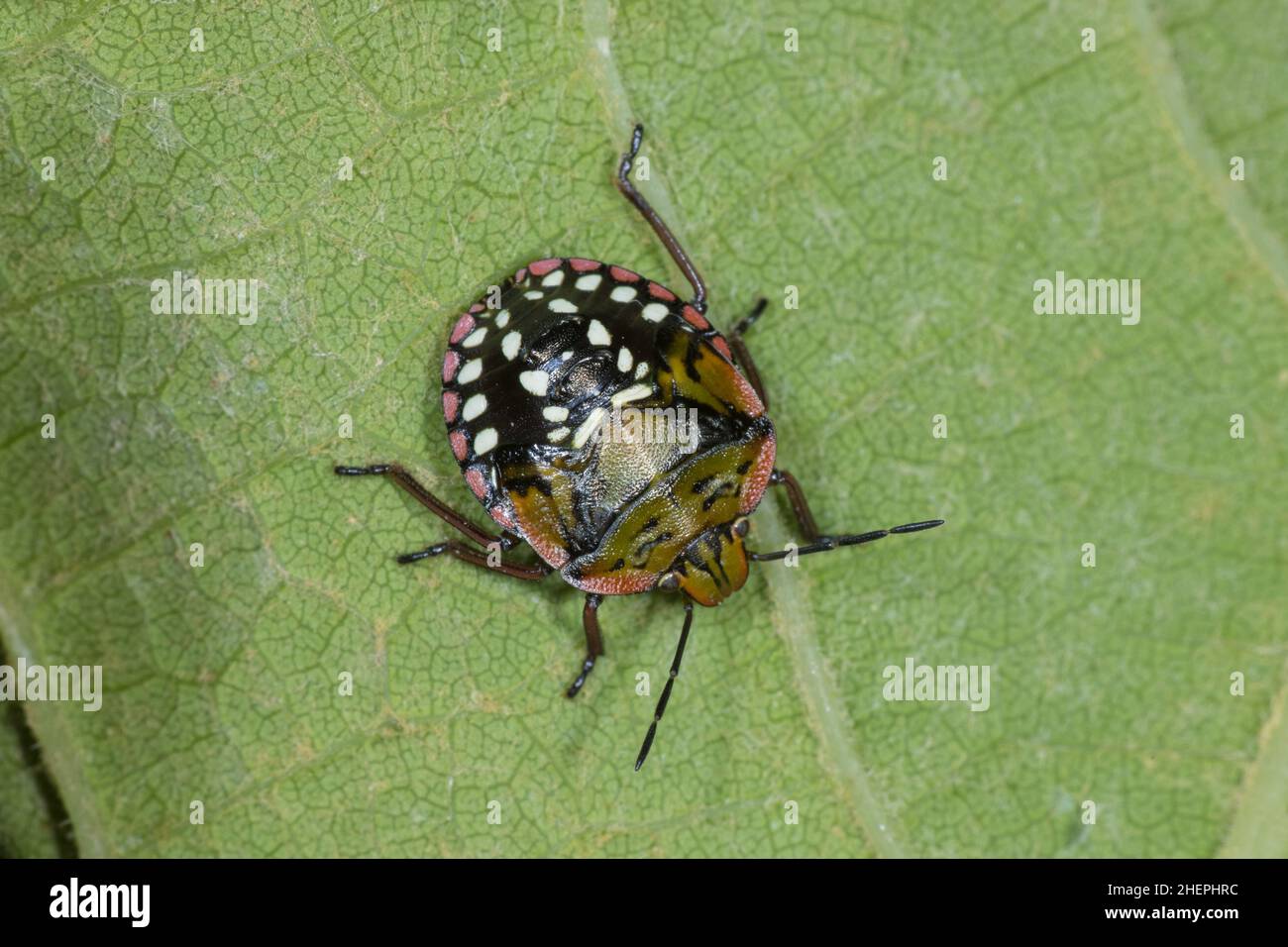 Southern green stink bug, Southern green shield bug, Green vegetable bug  (Nezara viridula), nymph sitting on a leaf, view from above, Germany Stock Photo