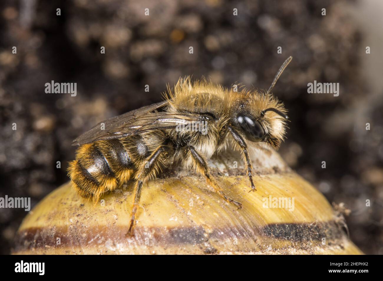 Bicoloured mason bee, Mason bee (Osmia bicolor), male on a snail-shell, Germany Stock Photo