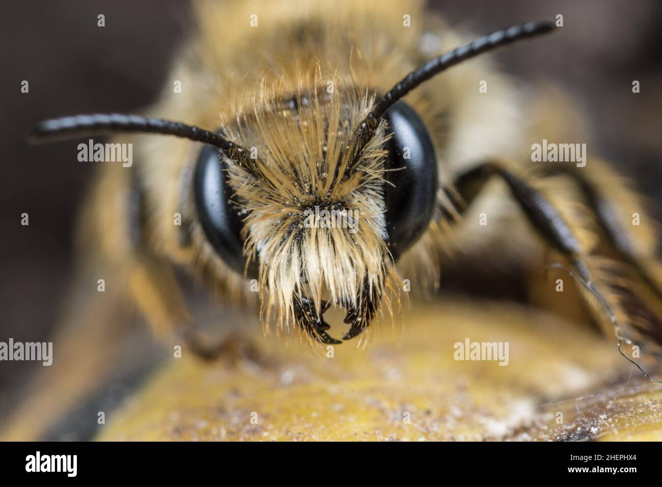 Bicoloured mason bee, Mason bee (Osmia bicolor), male, portrait, Germany Stock Photo