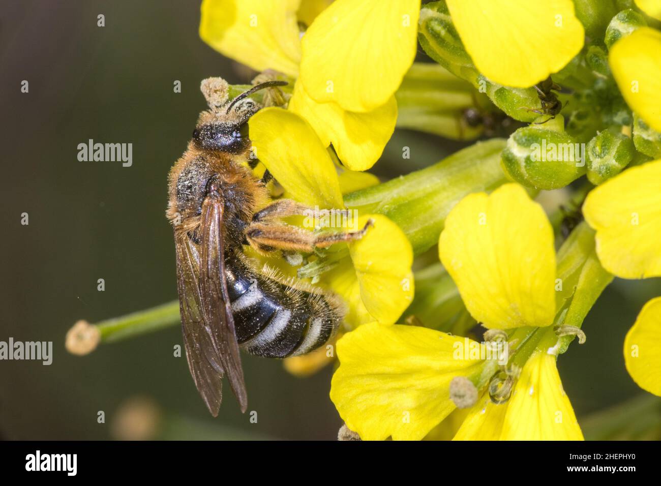 Orange-footed Furrow Bee (Lasioglossum xanthopus), sits on yellow flower, Germany Stock Photo