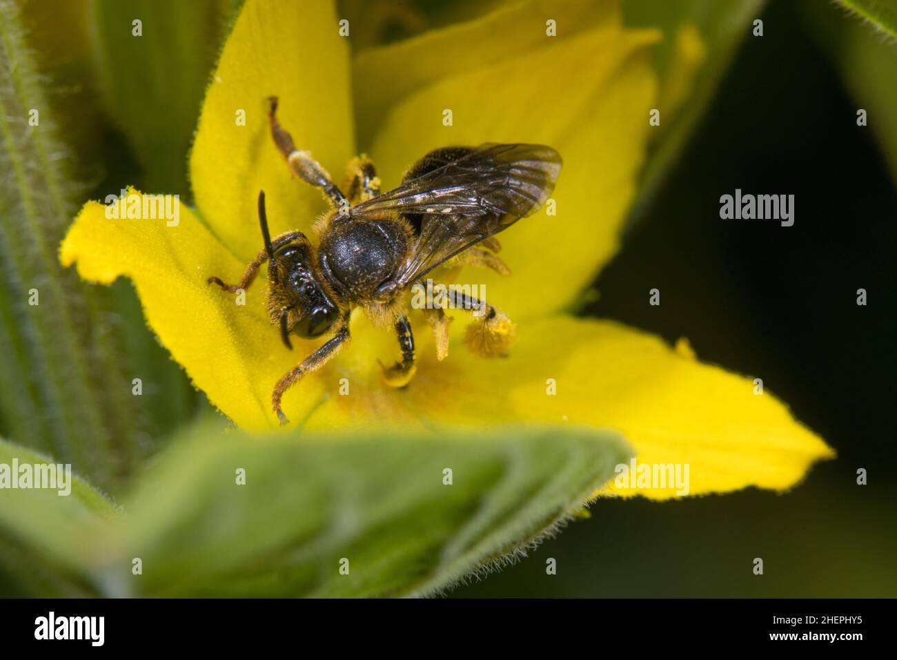 wild bee (Macropis fulvipes), collecting pollen at lysimachia, Germany Stock Photo