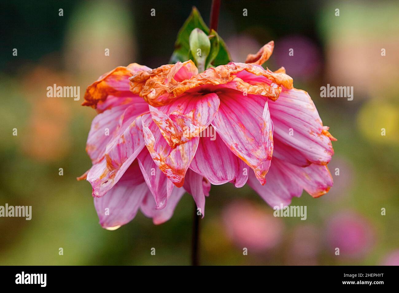 georgina (Dahlia spec.), drooping flower Stock Photo