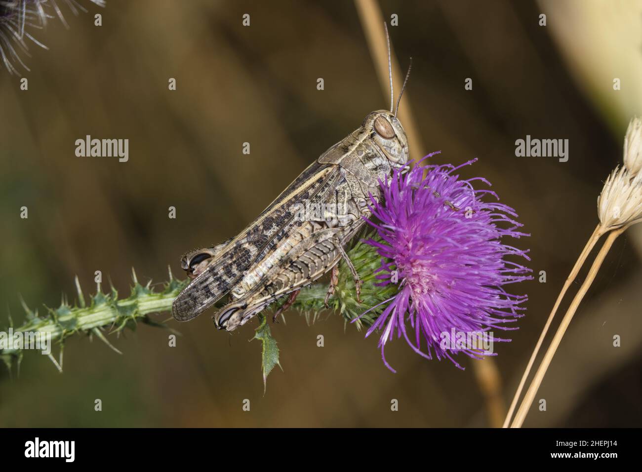 Italian locust (Calliptamus italicus, Calliptenus cerisanus), sits on thistle flower, Germany Stock Photo