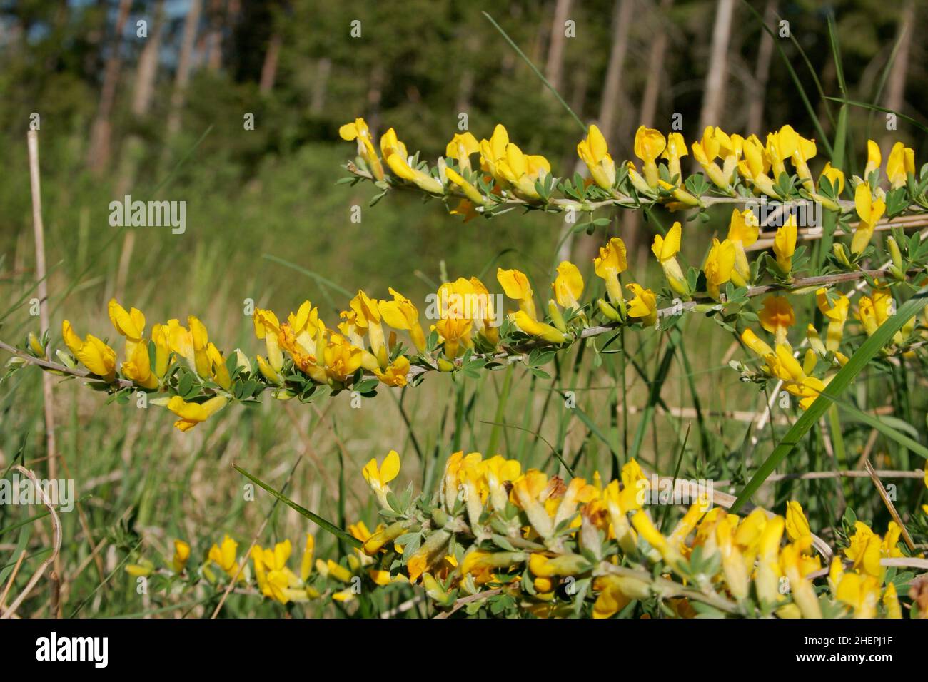 broom (Chamaecytisus ratisbonensis, Cytisus ratisbonensis), Blooming Twigs, Germany Stock Photo