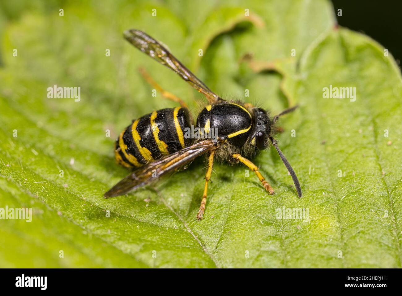 Saxon wasp (Dolichovespula saxonica, Vespula saxonica), sits on a leaf, Germany Stock Photo