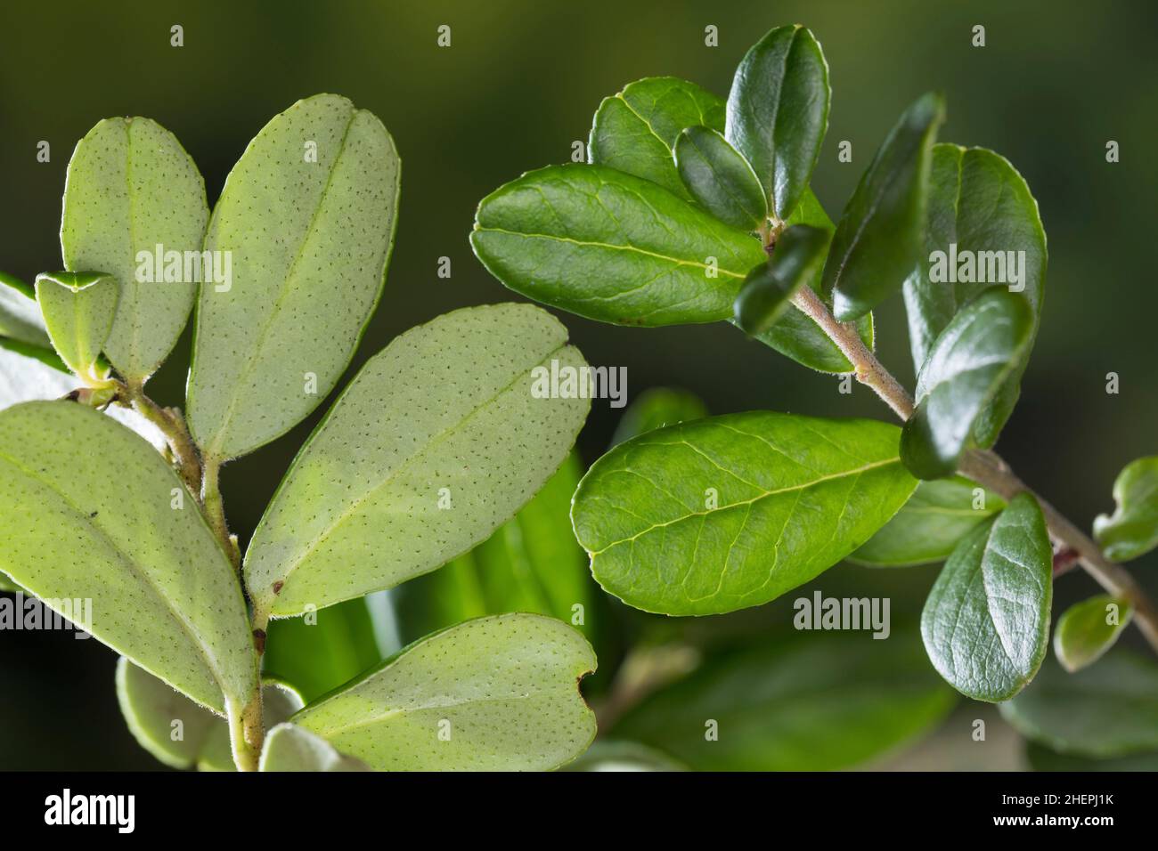 cowberry, foxberry, lingonberry, mountain cranberry (Vaccinium vitis-idaea), leaves, upper and lower side, Germany Stock Photo