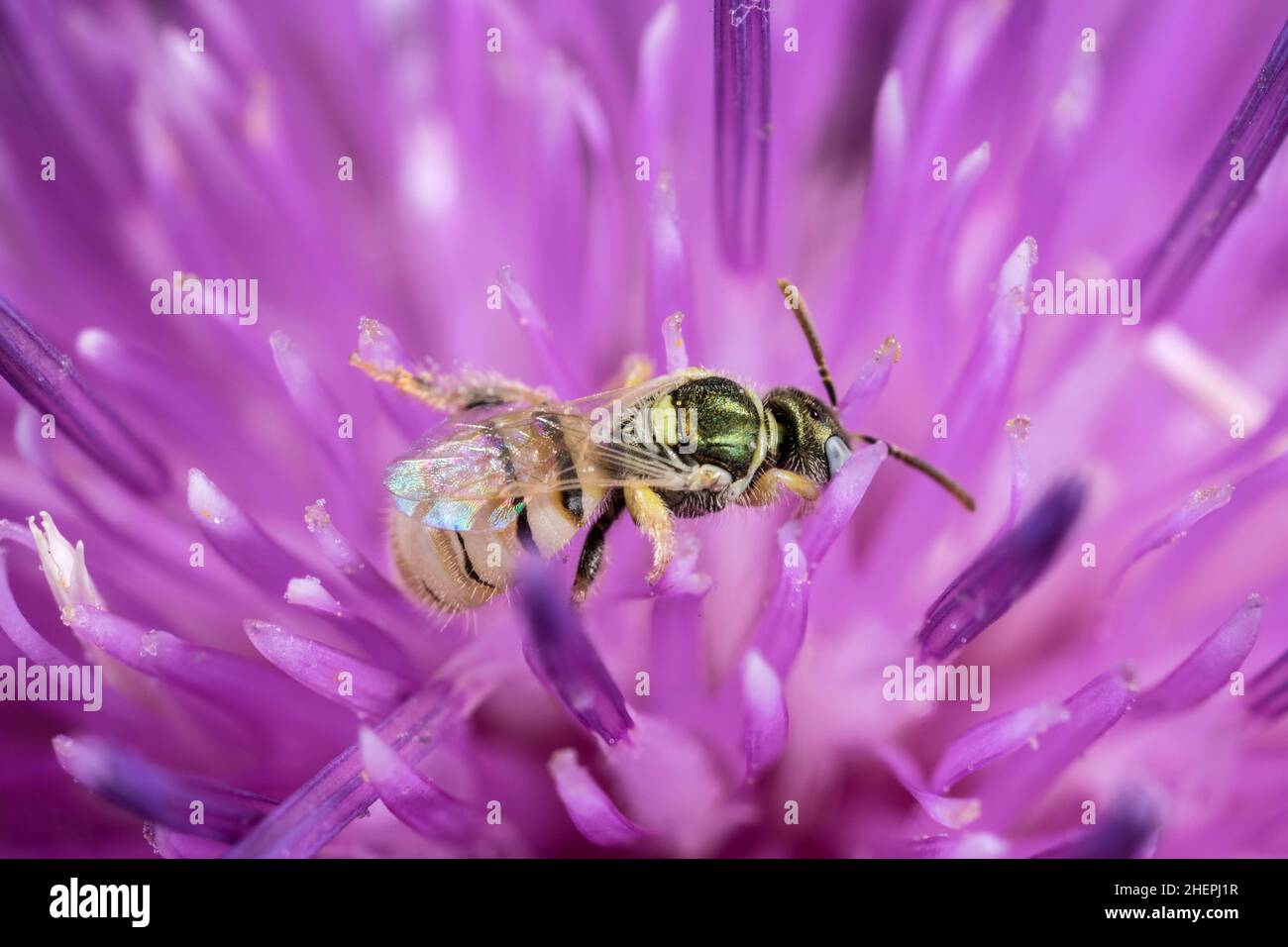 wild bee (Nomioides minutissimus), sits on a knapweed flower, Germany Stock Photo