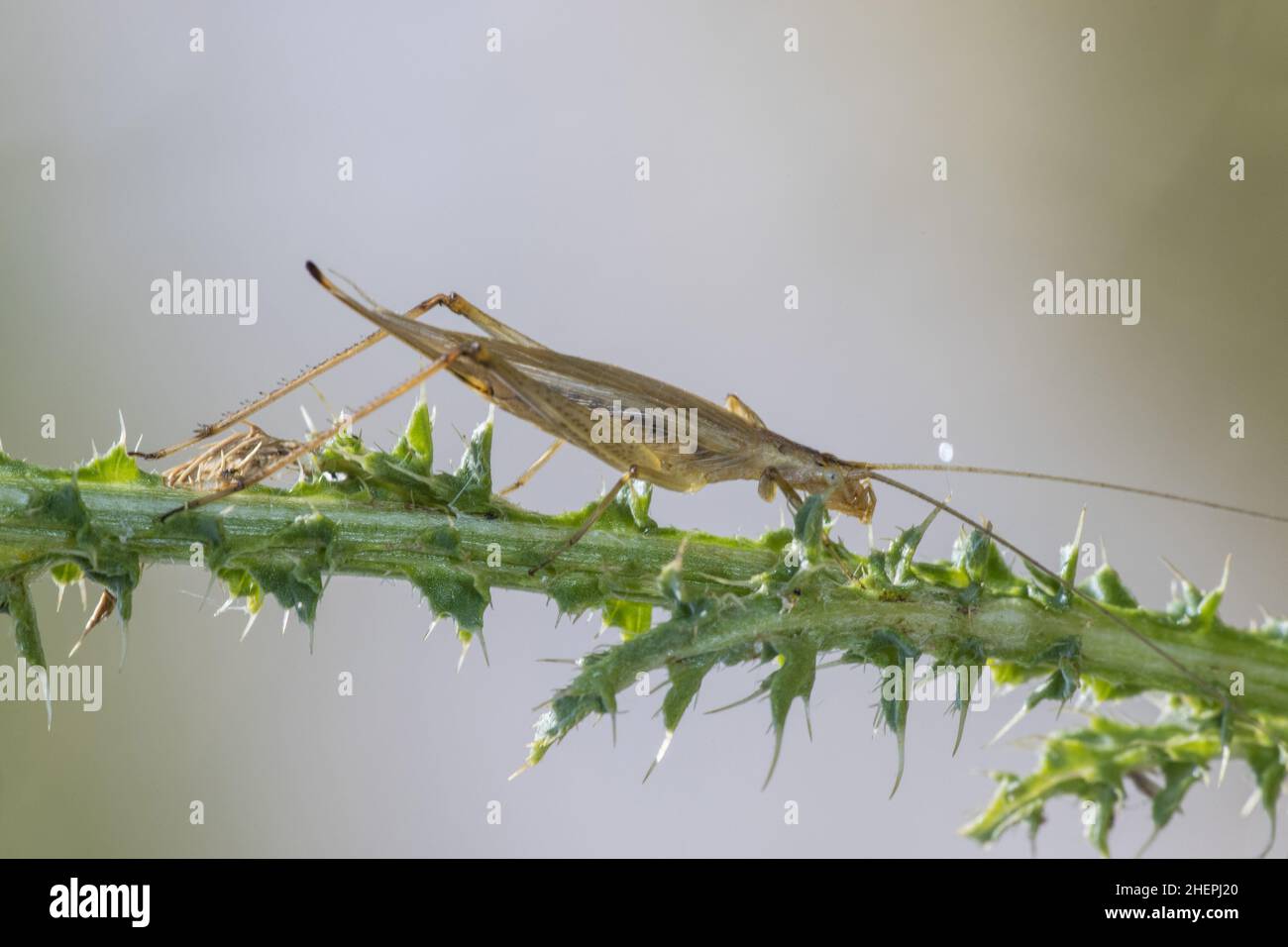 fragile whistling cricket, European tree cricket, Italian cricket (Oecanthus pellucens), on the stem of a thistle, Germany Stock Photo