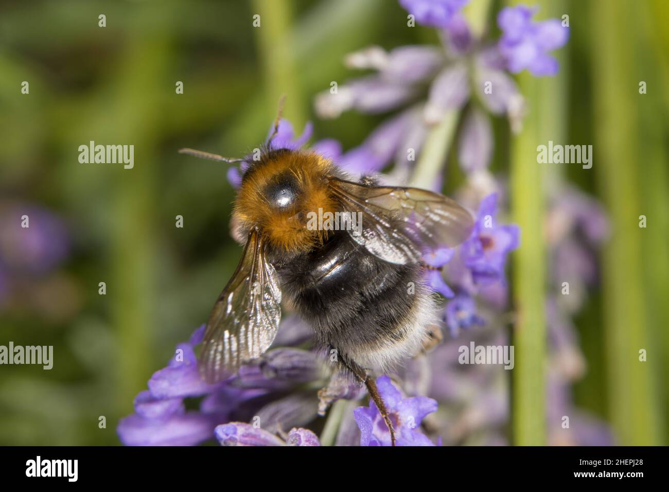 Tree Bumblebee, New Garden Bumblebee (Bombus hypnorum, Psithyrus hypnorum), sucks nectar from lavender, Germany Stock Photo