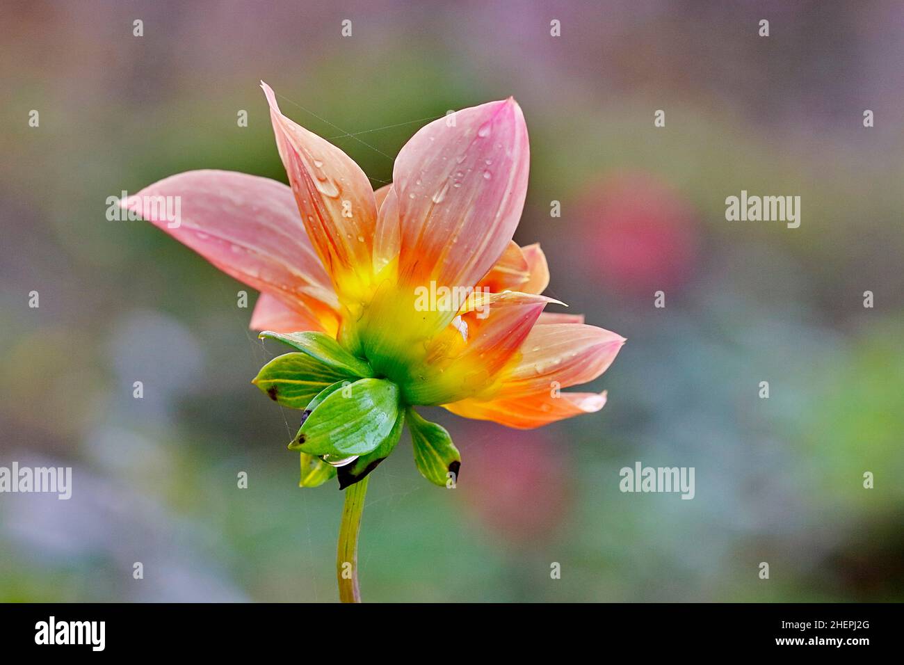 georgina (Dahlia spec.), rain-wet flower, side view Stock Photo